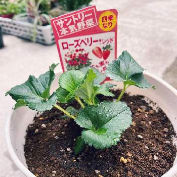 サントリー本気野菜の投稿画像一覧 Greensnap グリーンスナップ