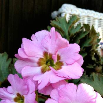こぼれ種。の画像 by nonno03さん | 玄関とピンク♡ピンクとこぼれ種。とありがとう❤◡̈*と可愛いなぁ❤️と小さな幸せ❤と魅力的✩°｡⋆とドキドキワクワクとしあわせ時間❤️と育てるの楽しみと春色の花と嬉しいなぁσとキラキラしてるーっ！と楽しい時と素敵なこぼれ種と手間要らずの花と楽しみを有難う❗と八重咲き♪と乙女のピンクとつぼみたくさん。