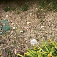 シュウメイギク 秋明菊 の育て方 植え付け時期や栽培適所は Greensnap グリーンスナップ