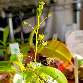 モウセンゴケ類の投稿画像一覧 Greensnap グリーンスナップ