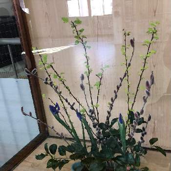 イリスの投稿画像一覧 Greensnap グリーンスナップ