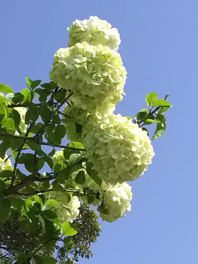 青空の投稿画像 By ベリさん 花のある暮らしと今日のお花とオオデマリと青空と花のある暮らしと今日のお花 22月2月24日 Greensnap グリーンスナップ Greensnap グリーンスナップ