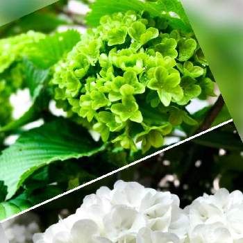 ご近所のお庭の画像 by 梨風さん | オオデマリと白い花とご近所のお庭と今日のお花と木曜は木の花と庭木と花木