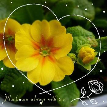 早春のお花の画像 by *✿.吏禾.✿*さん | 幸せ♡とプリムラ･ジュリアンと幸せの黄色いお花と꒰ღ˘◡˘ற꒱かわゅ~と花のある暮らしと早春のお花