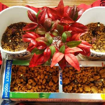 牛乳パック栽培の投稿画像一覧 Greensnap グリーンスナップ