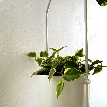 ペペロミアの投稿画像一覧 Greensnap グリーンスナップ