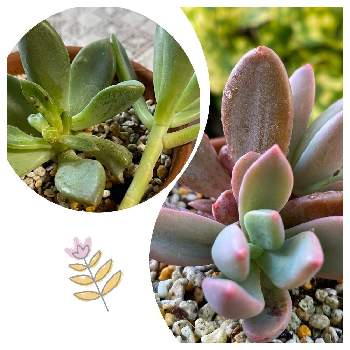 エケベリア属レズリーの投稿画像一覧 Greensnap グリーンスナップ