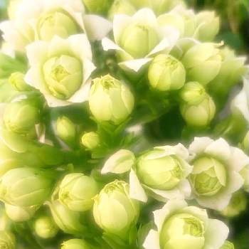 バラ咲きの画像 by momoさん | 部屋と花と緑のある暮らしと緑の花とバラ咲きとカランコエ属と花のある暮らしと白い花とお花は癒しと毎日楽しくとカランコエ  クイーン・ローズ