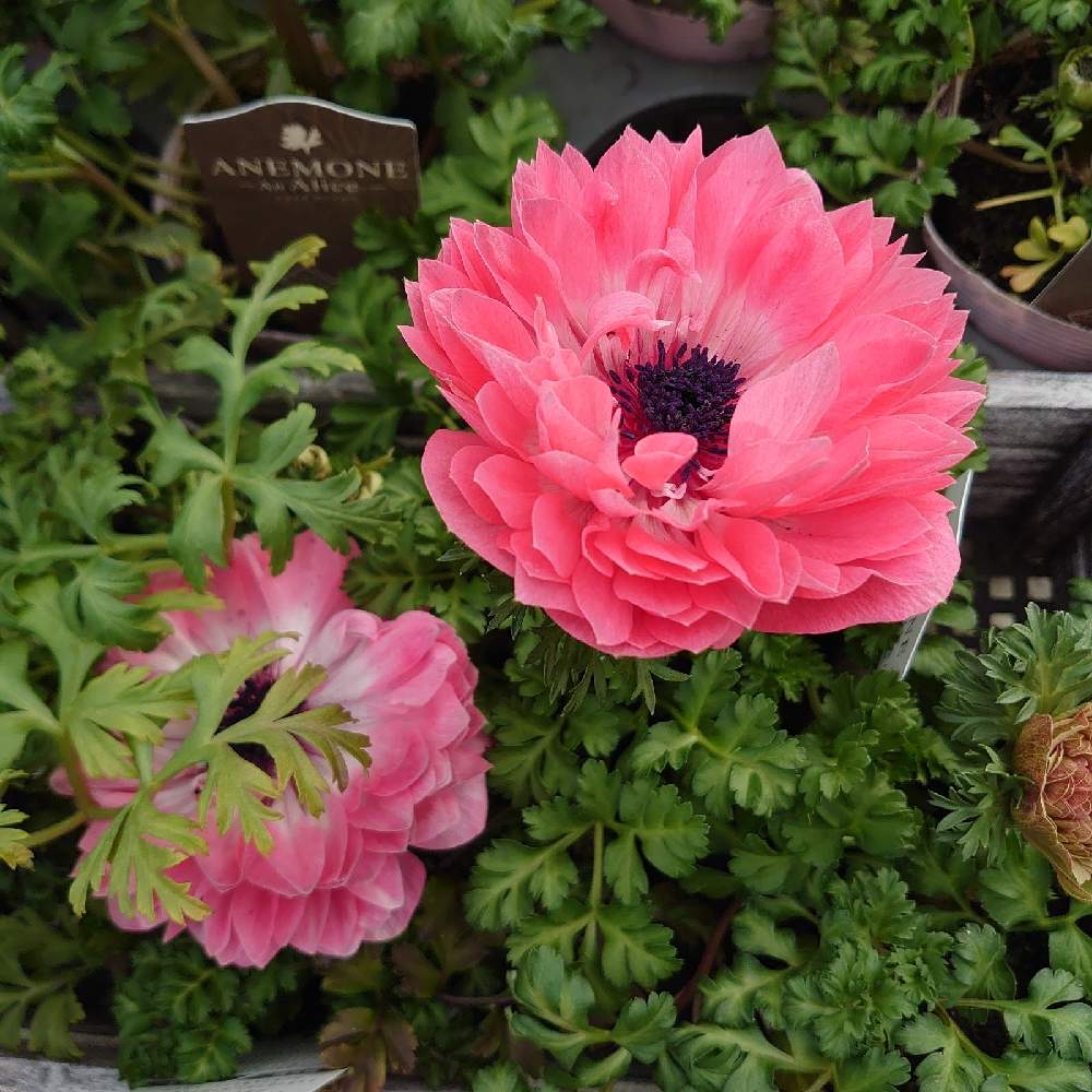 鉢植えの投稿画像 By Mamiさん 可愛いと花いろいろとトレッサ横浜とお出かけ先と鉢植えと可愛いと花いろいろとトレッサ横浜 22月2月24日 Greensnap グリーンスナップ Greensnap グリーンスナップ