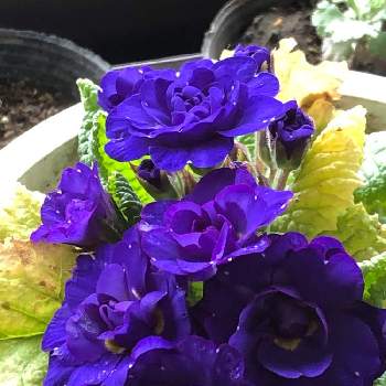 鉢植え植物の画像 by アカベーさん | 窓辺とプリムラ ベラリーナと宿根草！と鉢植え植物と プリムラとバッチリ！と紫の花