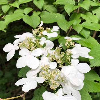 樹木の花の投稿画像一覧 Greensnap グリーンスナップ