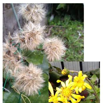 ツワブキの花の画像 by リナリアさん | 小さな庭とツワブキの花とツワブキとツワブキの綿毛と木曜モフモフとツワブキ属と今日の一枚とキク科とふわふわの綿毛と黄色の花とモフモフ