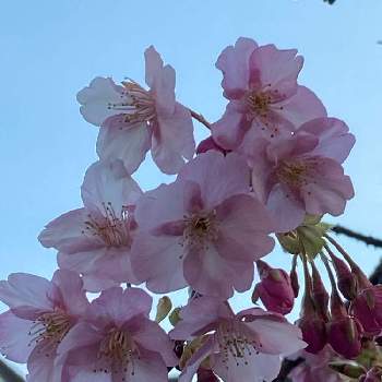 春の匂いの投稿画像一覧 Greensnap グリーンスナップ