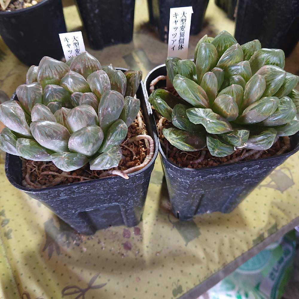 ハオルチア　オマケ 訳ありハオルチア×10を買ってみた｜🍀GreenSnap（グリーンスナップ）