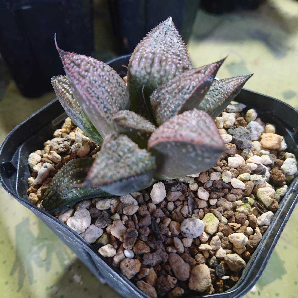 ハオルチア　オマケ 訳ありハオルチア×10を買ってみた｜🍀GreenSnap（グリーンスナップ）