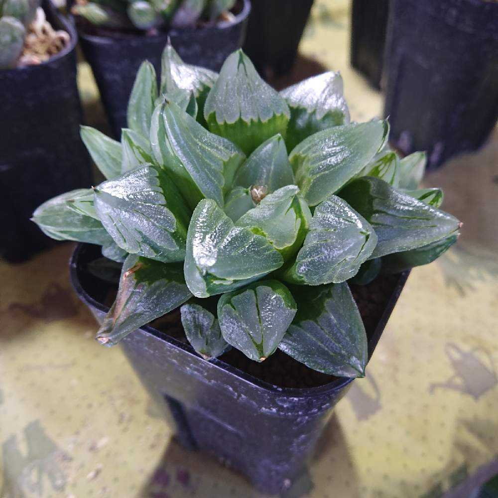 ハオルチア　オマケ 訳ありハオルチア×10を買ってみた｜🍀GreenSnap（グリーンスナップ）