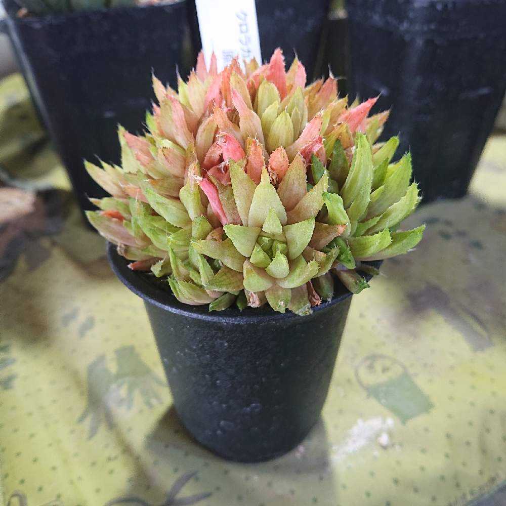 ハオルチア　オマケ 訳ありハオルチア×10を買ってみた｜🍀GreenSnap（グリーンスナップ）