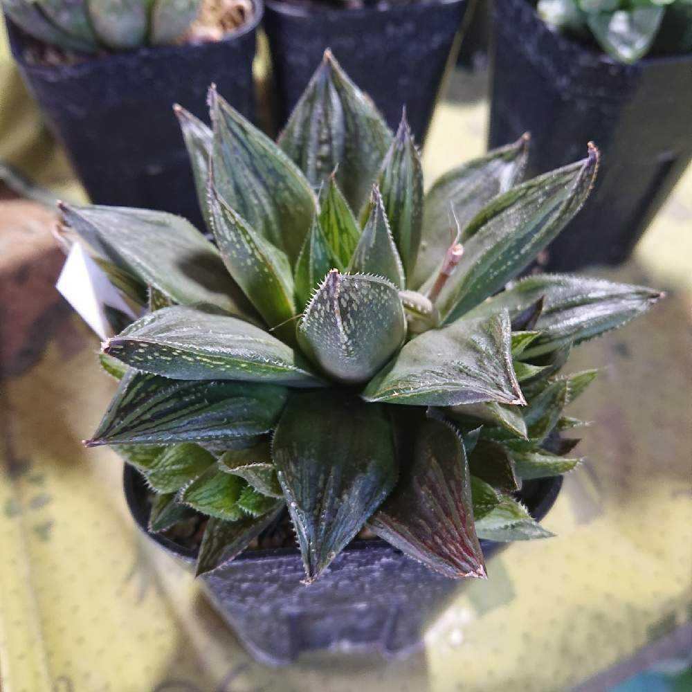 ハオルチア　オマケ 4baa7720689d1827ab9f674673b129