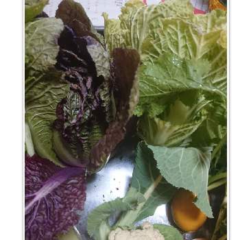 ミニ白菜の収穫の画像 by 苺さん | 畑とプランターとおうち園芸とお家栽培とお家で栽培とプランター植えとカリフラワーの収穫とミニ大根の収穫と種からの栽培とミニ白菜の収穫と紫奏子(むらさきそうし)白菜の栽培と味こがねの収穫