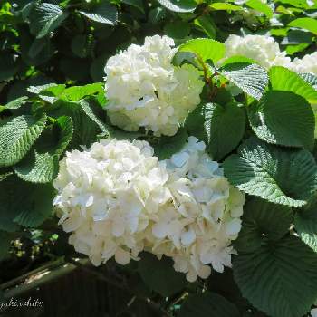 丸いの画像 by しろさん | 大手毬（おおでまり）とオオデマリと写真と花の撮影と白・しろ・ホワイトと4月と葉っぱと今日のお花と丸い