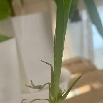 オリヅルランの子株の投稿画像一覧 Greensnap グリーンスナップ