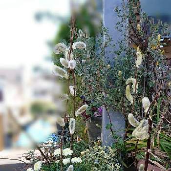 赤目やなぎの投稿画像一覧 Greensnap グリーンスナップ