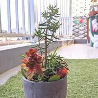 テトラゴナの育て方 日当たりや水やり加減 植え替え方法は Greensnap グリーンスナップ