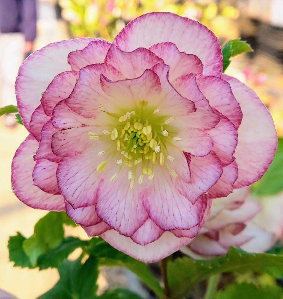 クリスマスローズ🌼*・加藤農園さん｜🍀GreenSnap（グリーンスナップ）