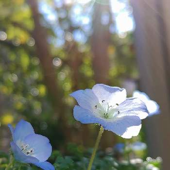空色の花の投稿画像一覧 Greensnap グリーンスナップ