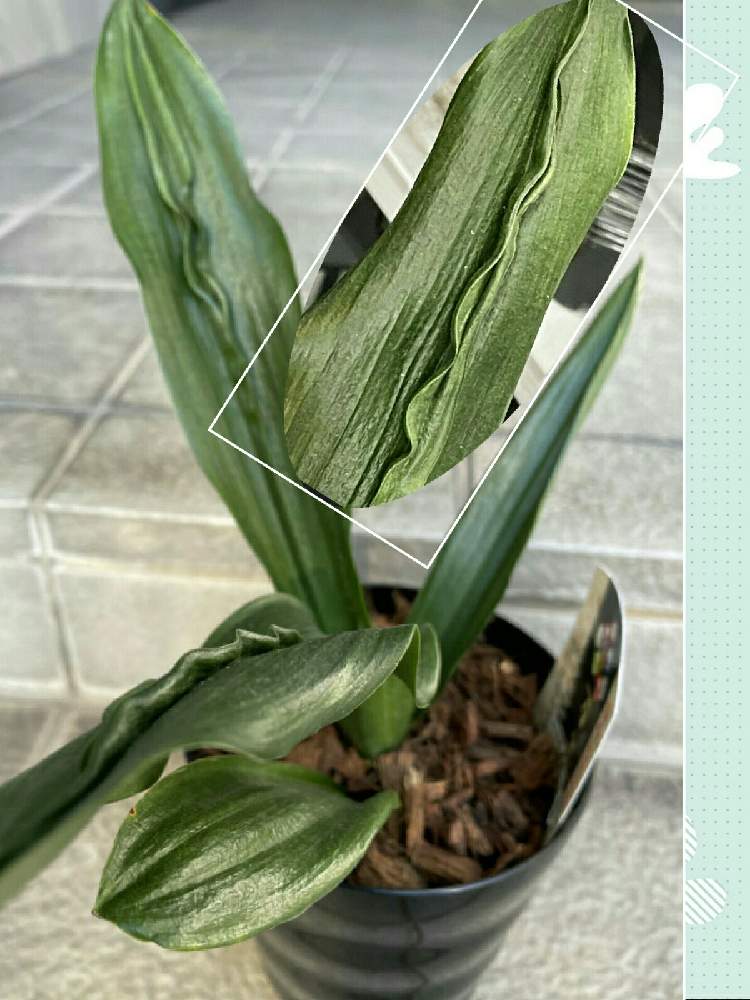 万年青の投稿画像 By ぷりんちゃんさん 玄関 22月2月24日 Greensnap グリーンスナップ Greensnap グリーンスナップ