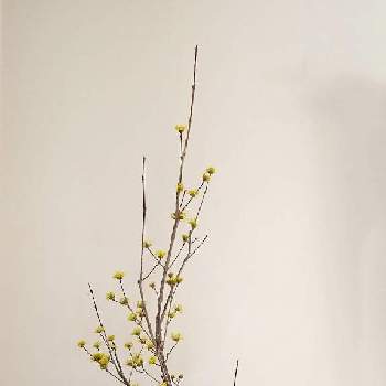 生花(しょうか)の画像 by 圭さん | 山茱萸とサンシュユとIKEBANAと日本の文化と華道と切花と和風ティストと枝ものと生け花のある暮らしと日本の伝統といけばなと花のある暮らしと生花(しょうか)と生け花