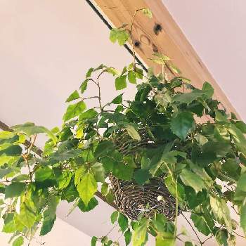 グレープアイビーの画像 by YUKARINさん | 壁/天井とグレープアイビーとアイビー❇︎と吊り下げとほっといても大丈夫とおうち園芸とthe  Farm＊