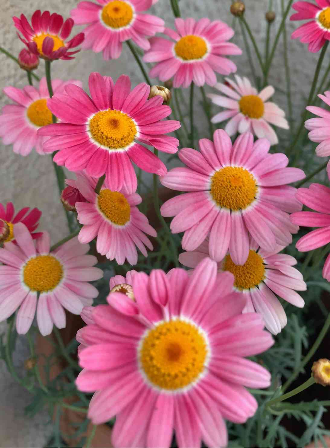 似ているけれどちょっと違うピンク系PWマーガレット（タイトル写真は