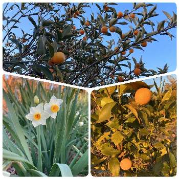  金柑の画像 by とぅとぅさん | 畑と金柑と水仙とレモンと 梅の花とふゆとありがとう♡と梅の木。と 水仙とはたけと夕方とレモンの木と 金柑