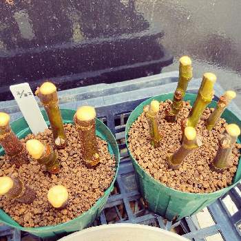 イチジク ドーフィンの画像 by ここすけさん | 小さな庭とイチジク ドーフィンとスリット鉢とメネデールと挿木とイチジク（無花果）と赤玉土とトップジンMペーストとおうち園芸