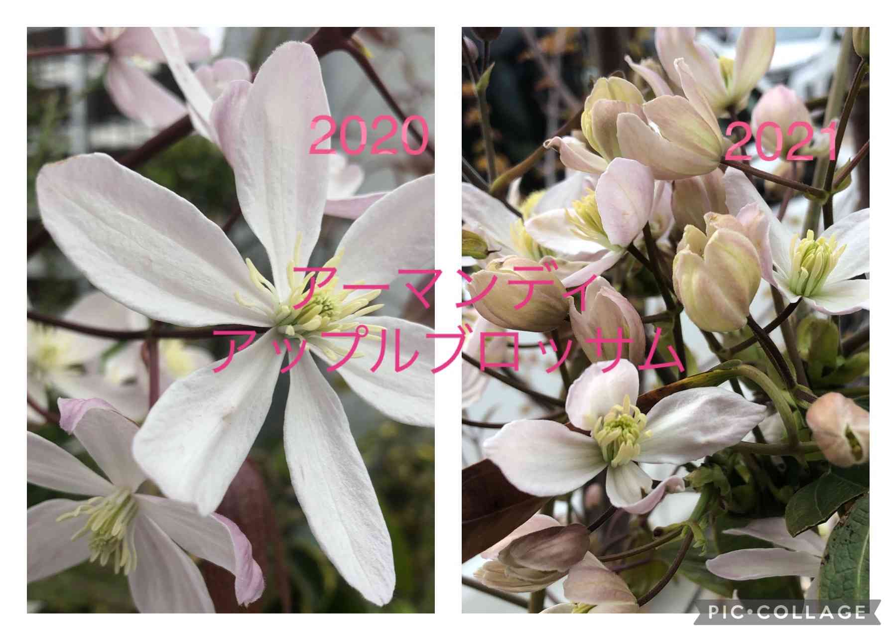 アップルブロッサム スパイダー