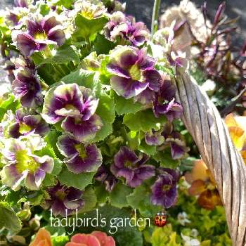 プリムラオブコニカ プリカントの投稿画像一覧 Greensnap グリーンスナップ