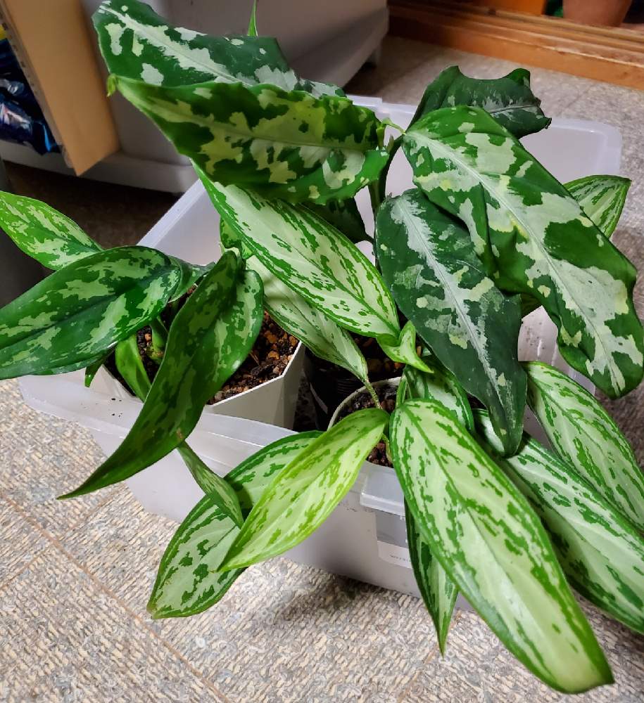 アグラオネマの投稿画像 By Erurunaさん 22月2月24日 Greensnap グリーンスナップ Greensnap グリーンスナップ