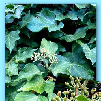  アイビー の画像 by モンタナB Bさん | 小さな庭と今日のお花とイングリッシュ・アイビーと和名　西洋木蔦と アイビー 