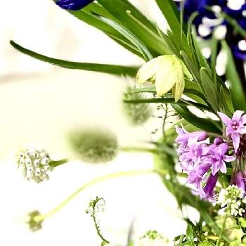 下向きの花の投稿画像一覧 Greensnap グリーンスナップ