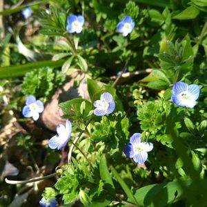 オオイヌノフグリ,星の瞳,ルリカラクサ,雑草,青い花の画像