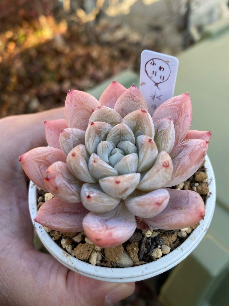 激安通販新作 多肉植物 エルサ 韓国苗 販売会 ⑦ 植物/観葉植物 - www