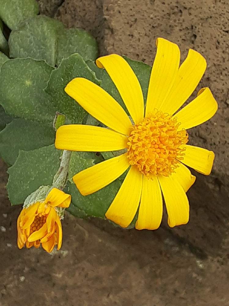 セネキオ 属の投稿画像 By 道端の枯れ草さん 黄色い花と黄色い花 22月2月25日 Greensnap グリーンスナップ Greensnap グリーンスナップ