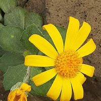 セネキオ 属,黄色い花の画像