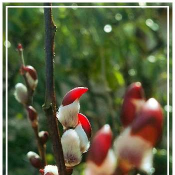 ヤナギ属の投稿画像一覧 Greensnap グリーンスナップ