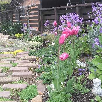 お庭づくりの画像 by サクラソウさん | チューリップとセダムと紫花菜と春のお花と手作りの庭とナチュラルガーデンとお花に癒されてとガーデニングとお庭づくりとレンガの小道