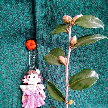 香る木の投稿画像一覧 Greensnap グリーンスナップ