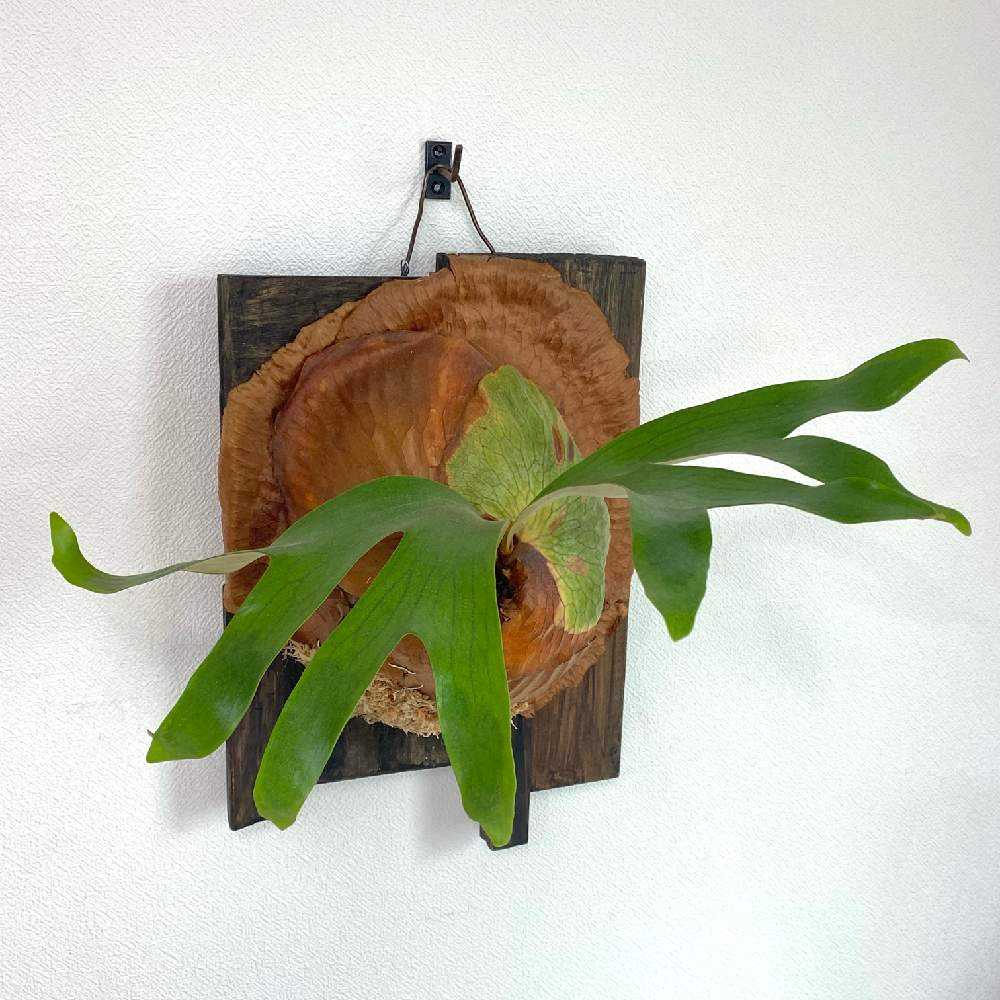 P. Horne's Surprise 成長記録 2025.2.12｜🍀GreenSnap（グリーン