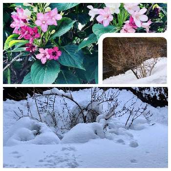 冬景色の画像 by みちさん | 小さな庭とサラサウツギ。とピンクのお花と白色の花と冬景色とやっぱり花が好き♡