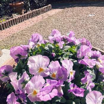 ビオラ プレミアムビオラ ディージェイの投稿画像一覧 Greensnap グリーンスナップ